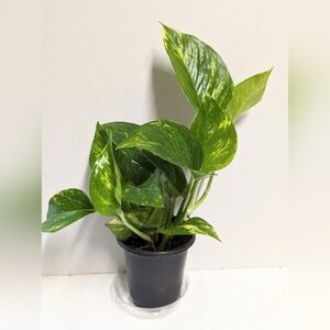 A Golden Pothos plant in a four inch pot with plant food and Easy care sheet.